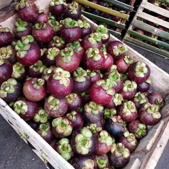 

buah manggis 500g