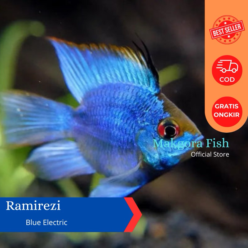 Ikan Hias Ramirezi Blue Electric 3cm Aquascape Aquarium