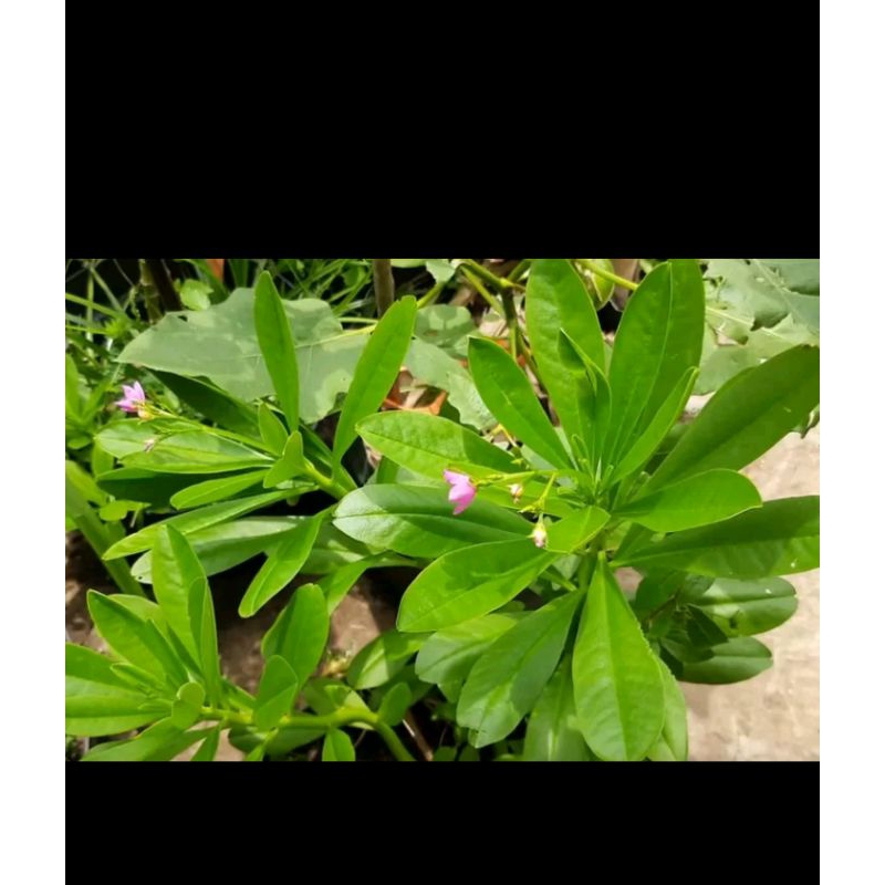 

daun ginseng Jawa 500g seger dan fresh