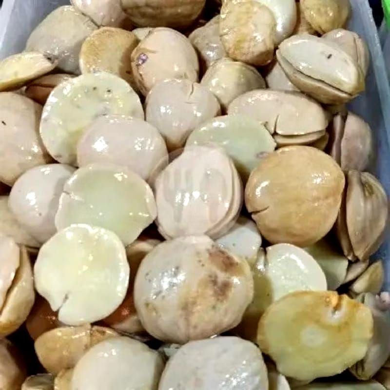 

jengkol tua rebus / jengkol rebus / jengkol / jengkol super