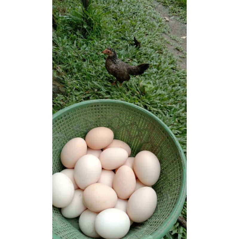 

telur ayam kampung