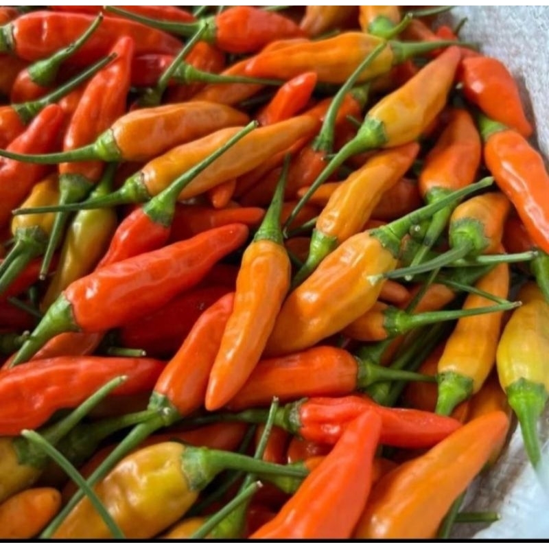 

Cabe rawit fresh cabe rawit pedas cabe rawit ori