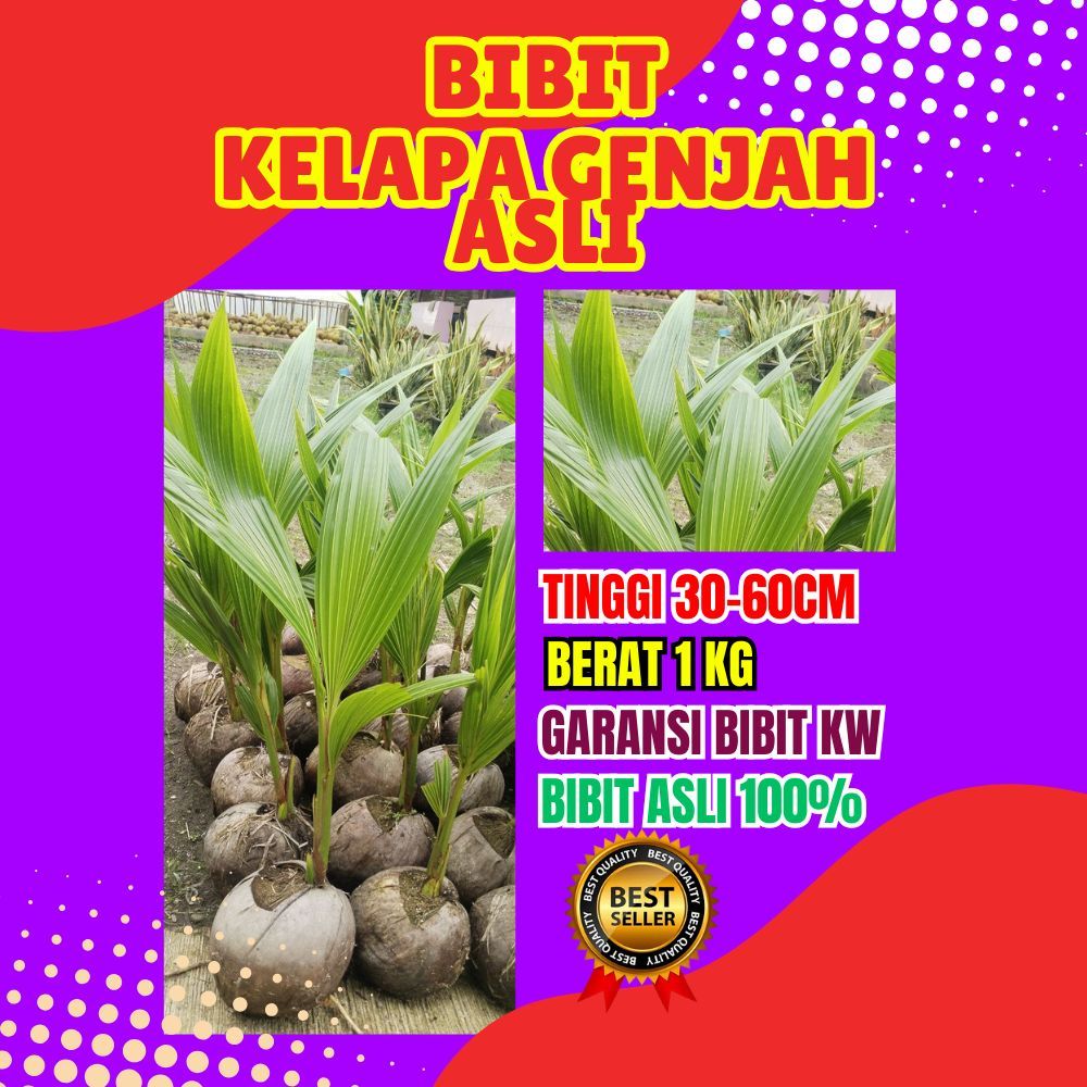 TERLARIS.. Pohon Buah Kelapa Genjah Entok, Pohon Buah Kelapa Hibrida