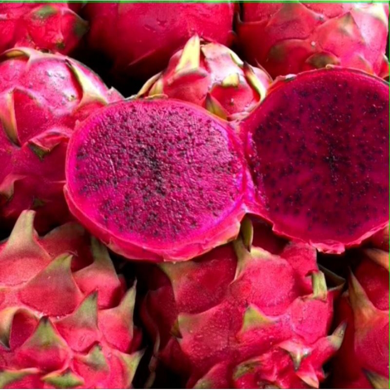 

Buah Naga Merah Super Fress Manis dan Lezat 1Kg