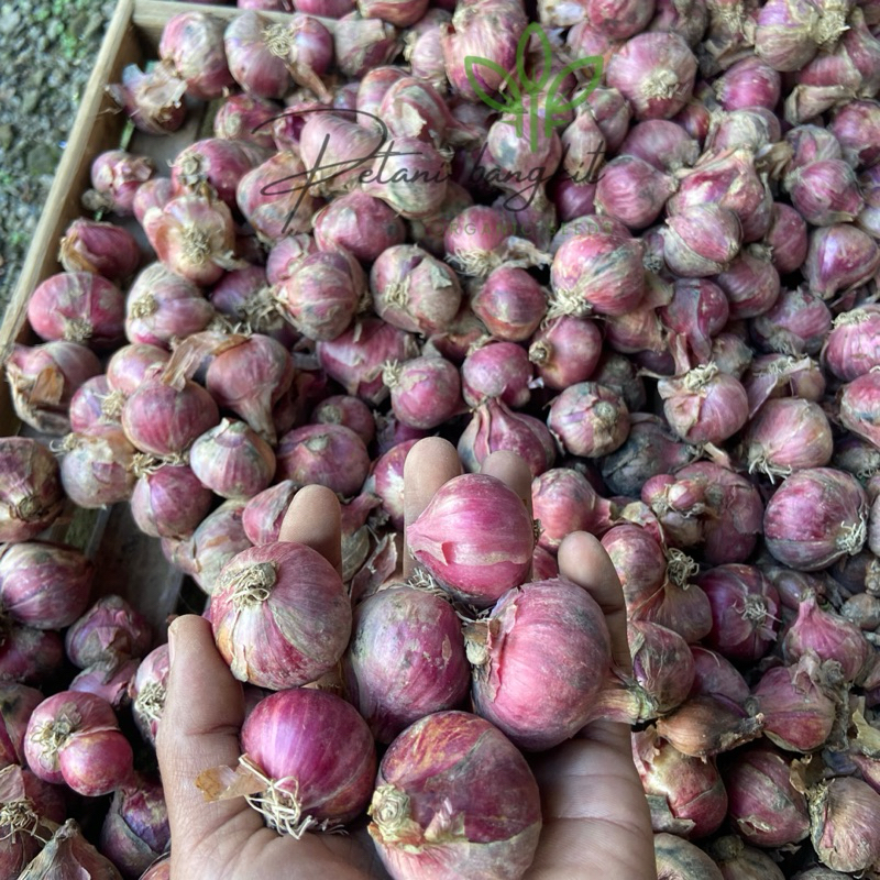 

paket 2kg bawang merah super