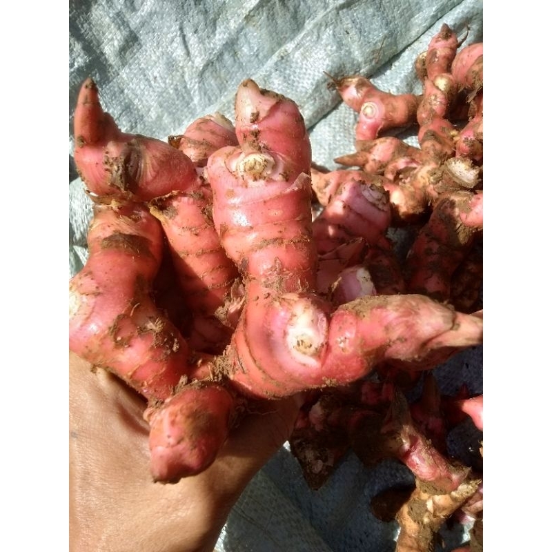 lengkuas merah lengkuas asli bandung(laza) 1kg
