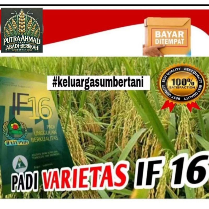 benih padi varietas IF 16 kualitas unggul 1gk