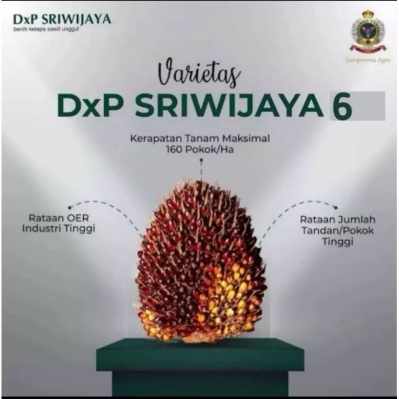 BIBIT BENIH KELAPA SAWIT DXP SRIWIJAYA 6