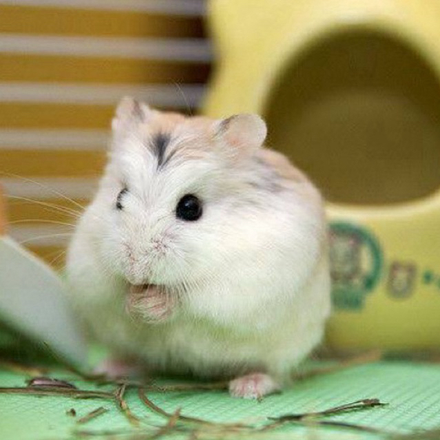 Hamster Roborovski White Face Husky anakan (hamster robo)