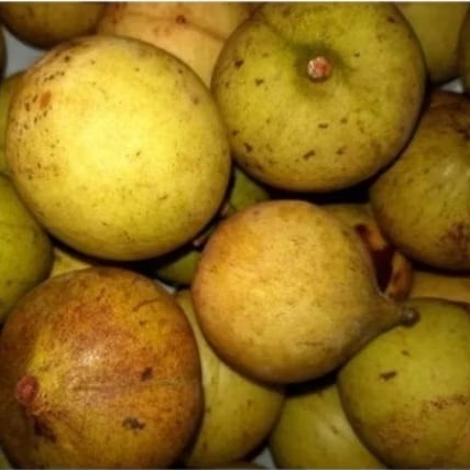 

Buah pala Tua Buah unggul pala Fress di jual per 1kg