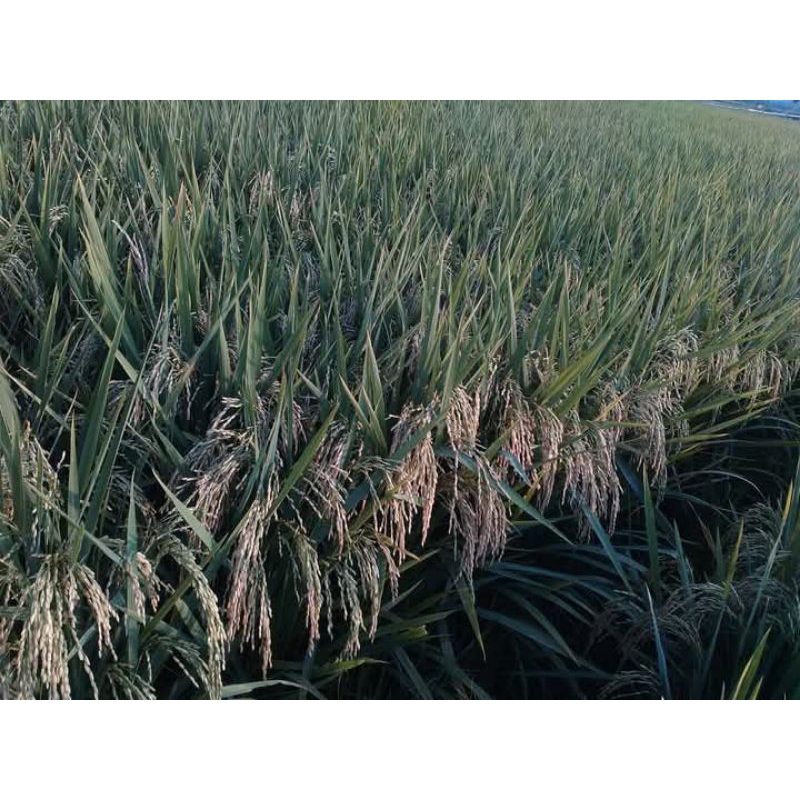 Bibit padi Cibatu putih kemasan 5kg