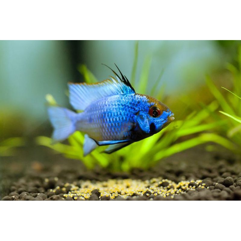 Ramirezi Blue Elektrik hiasan aquarium