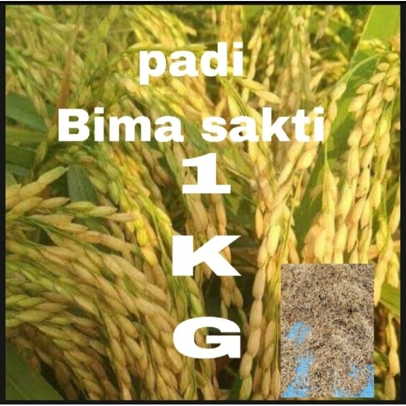 BENIH BIBIT PADI BIMA SAKTI PER 1KG