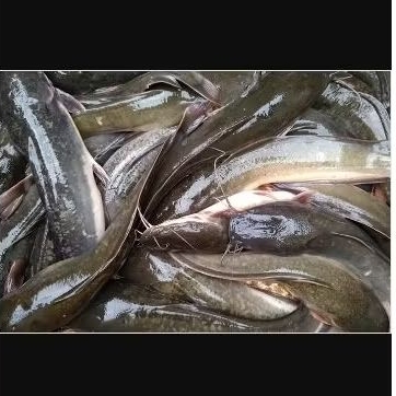 

ikan Lele Hidup 1 Kg