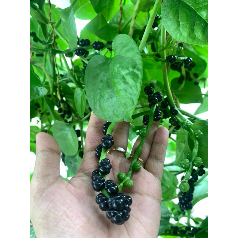 

buah angkung segar ,200 pcs