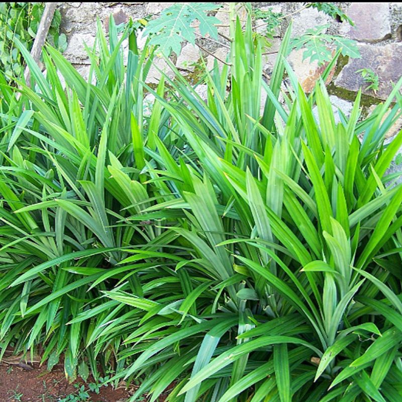 

500g DAUN PANDAN WANGI