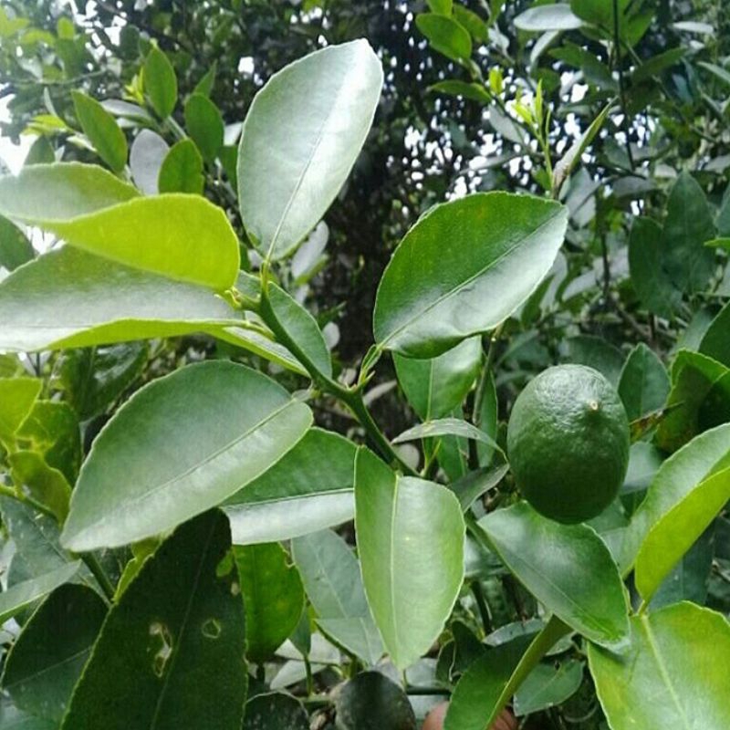 

100 g daun jeruk nipis segar herbal