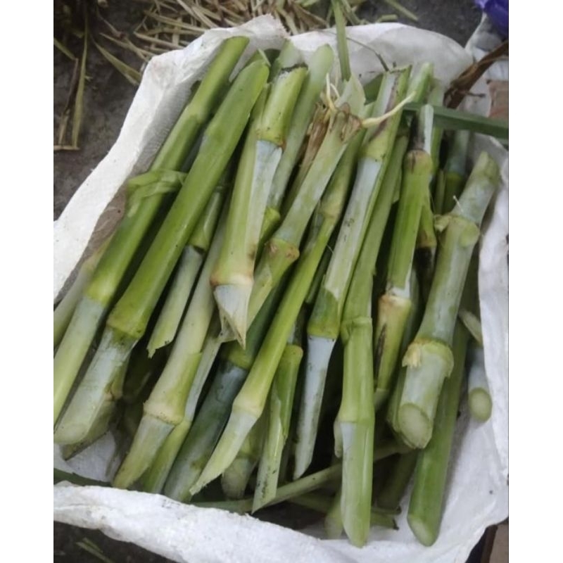 Promo Bibit Rumput Gama Umami UGM