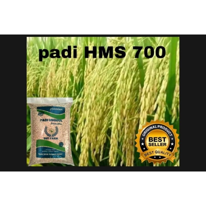 BENIH BIBIT PADI HMS 700