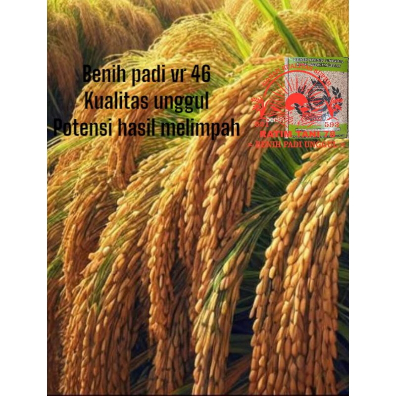 Benih bibit padi vr46 berbobot berkualitas 25kg