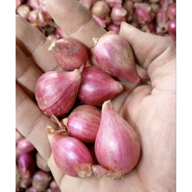 

Bawang Merah termurah 1 kg ukuran sedang asli Nganjuk