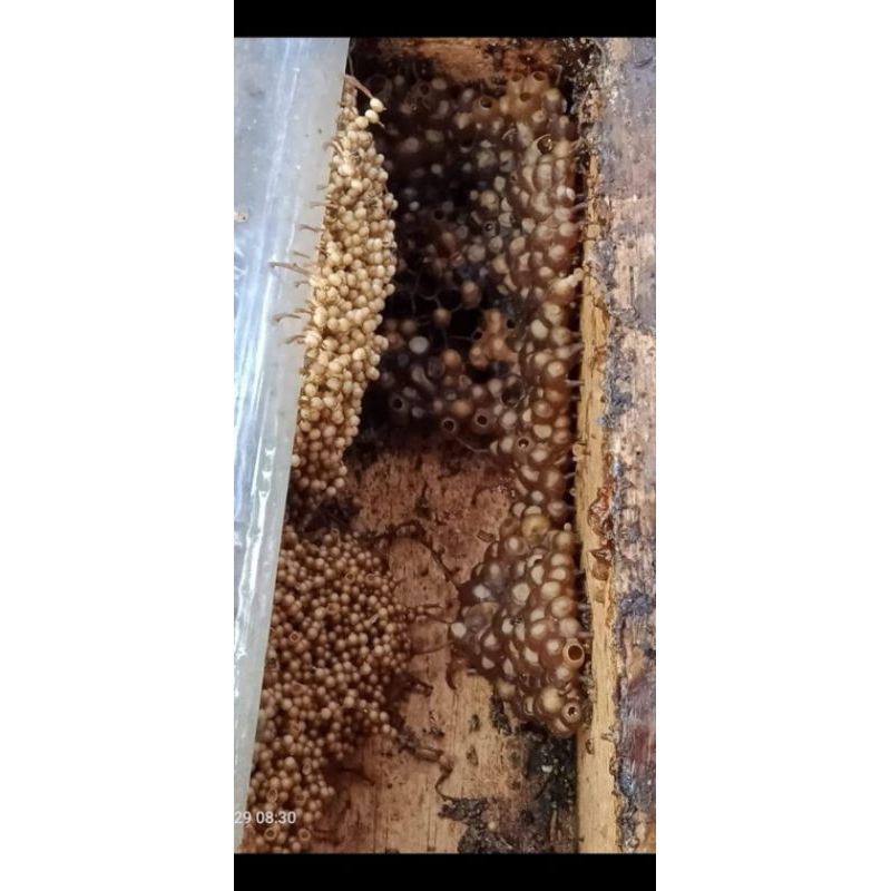 

BIBIT MADU LEVICEP SUPER