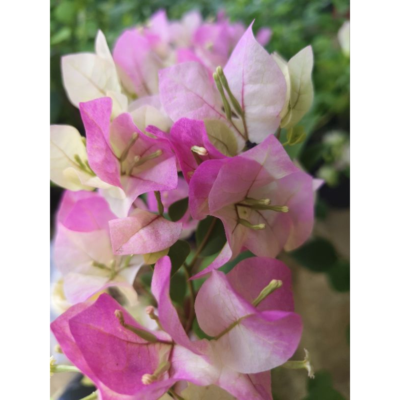 bougenville bengawan solo ori