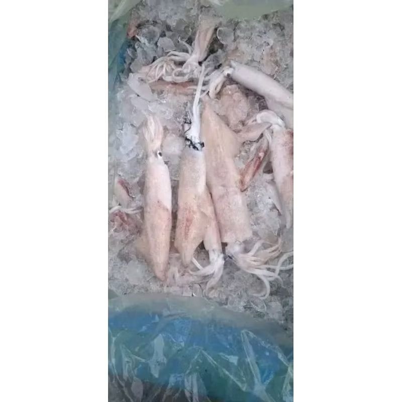 

Cumi bangka besar Cumi merah segar 1kg