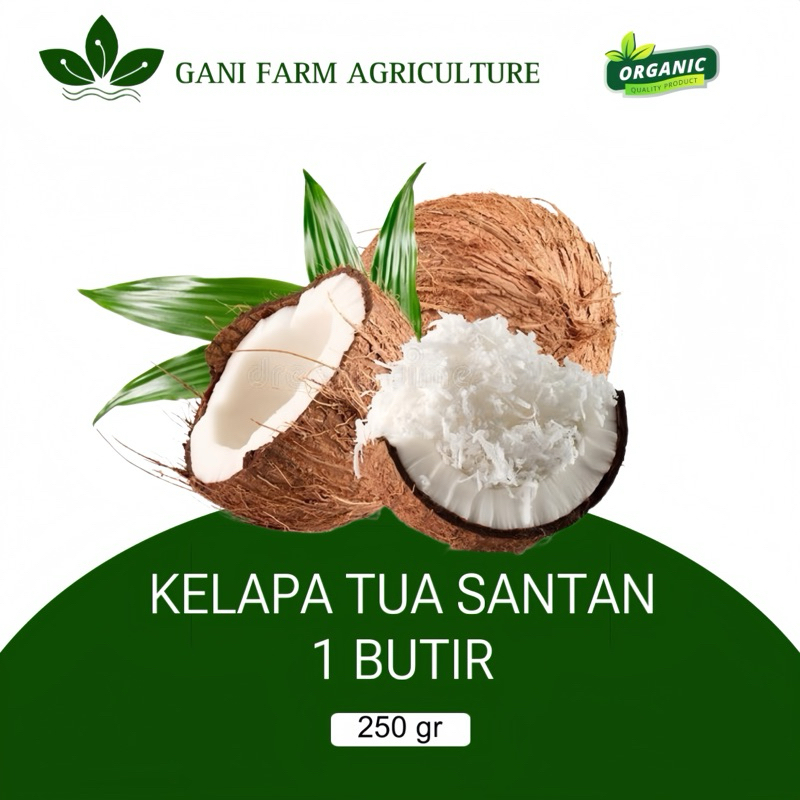 

KELAPA TUA SANTAN UTUH 1 BUTIR BESAR, PREMIUM GARANSI
