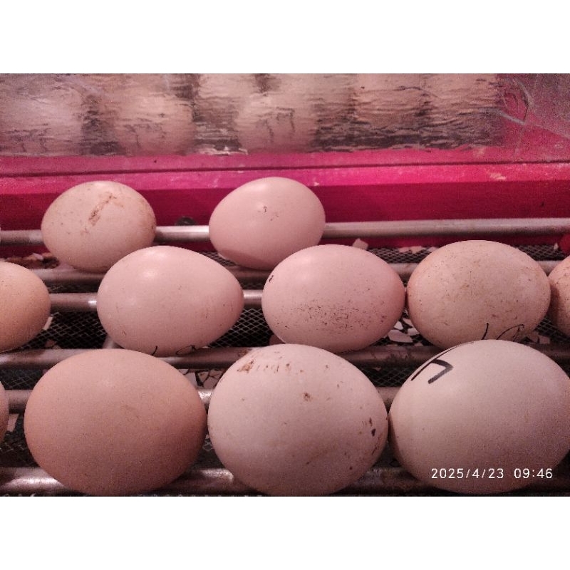 Telur Ayam Pelung Fertil Siap Tetas
