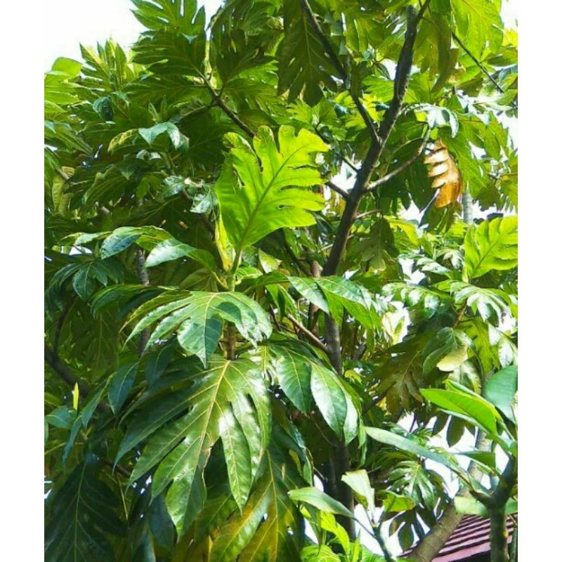 

Daun sukun obat herbal kering/segar organik