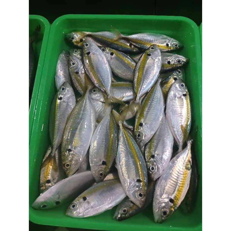 

Selar seger d jual / 500gr ya kak