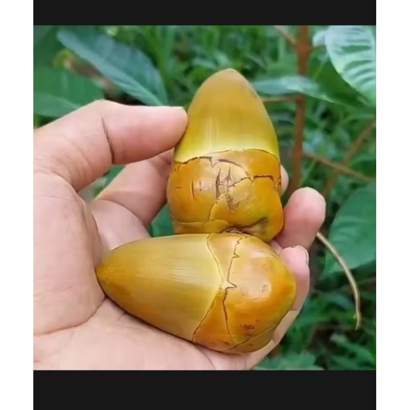 

Beluluk kelapa muda/Beluluk segar obat Herbal per 10 pcs