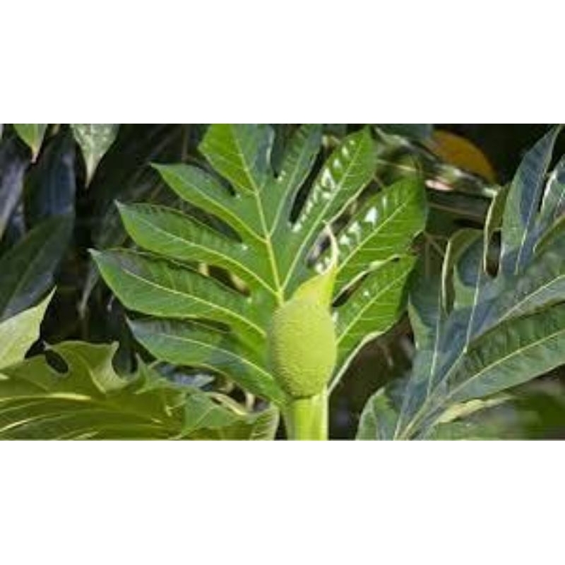 

daun sukun besar lebar /lembar