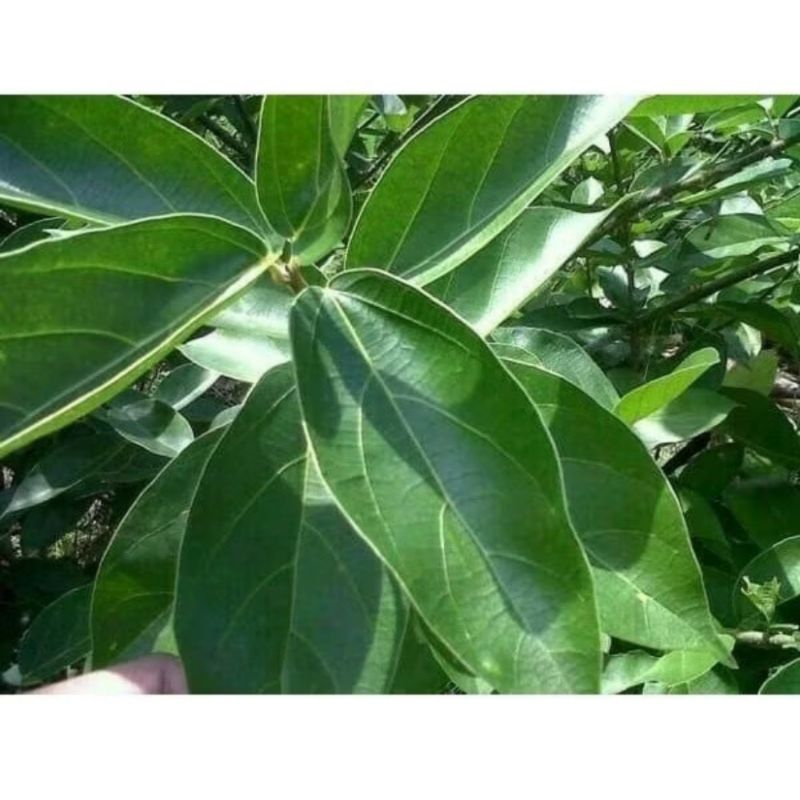 

daun cincau per lembar