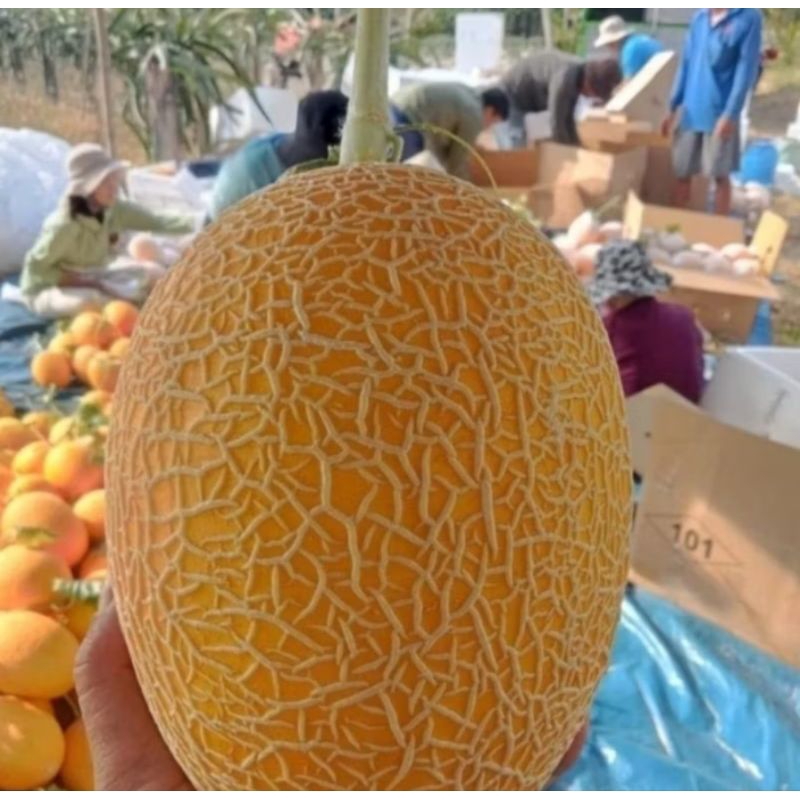 100 Biji Benih Melon Inthanon TOKO RZ