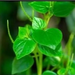 

daun sirih cina ketumpan air 500 gram fresh baru ambil