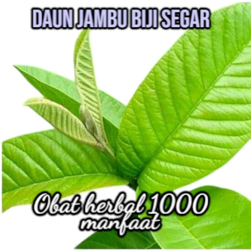 

daun jambu biji segar per 100 lembar