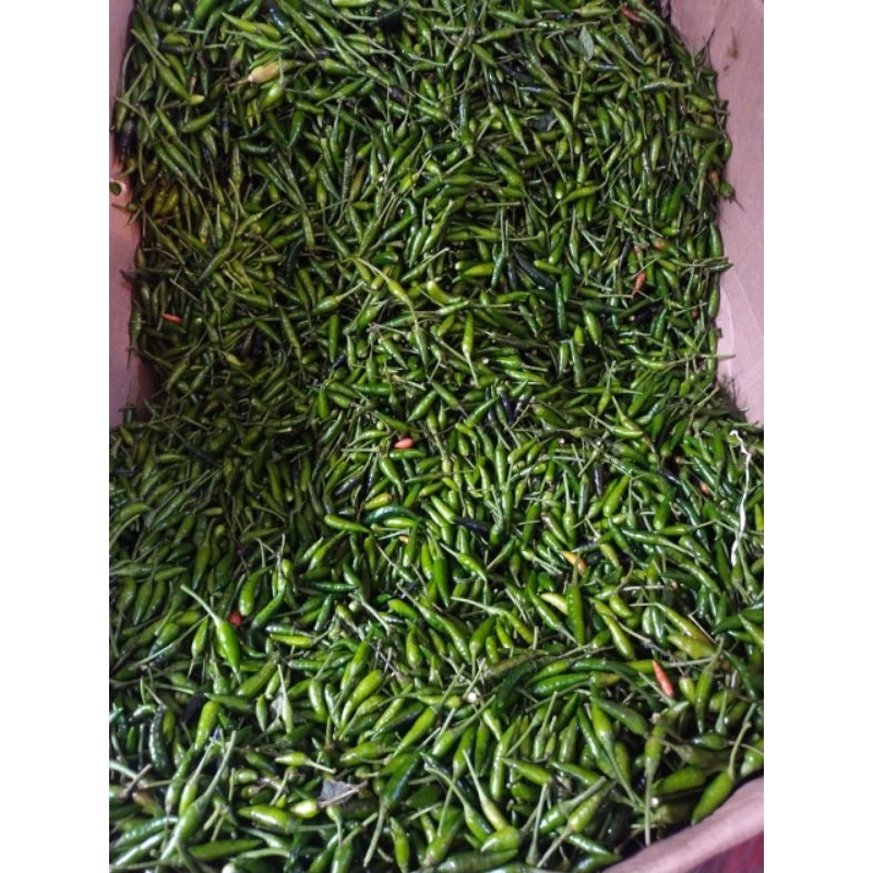 

CABE SEGAR