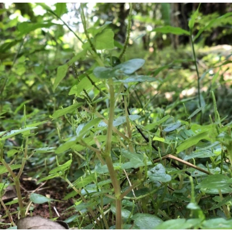 

Daun sirih cina / Ketumpang air / Suruhan 200gr Segar Tanaman Herbal
