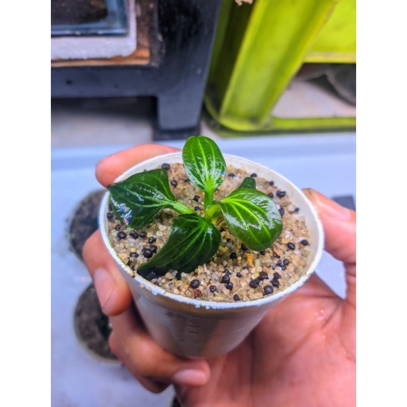 ECHINODORUS IGUAZU 2009 ORIGINAL - tanaman aquascape