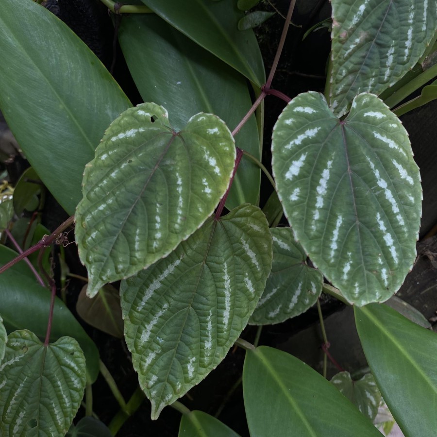 Tanaman Endemik Piper Java