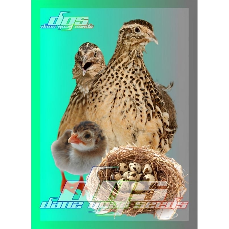 

Telur Puyuh Tetas Final Stock Acs (11gr)