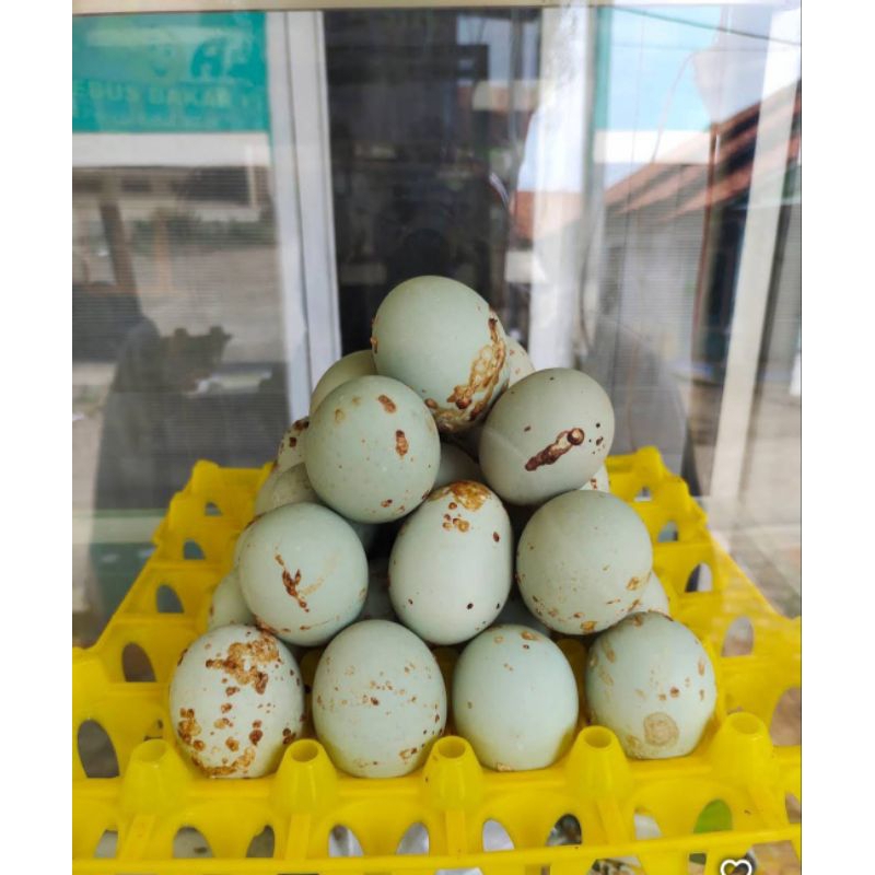 

Telor Asin Panggang Original Asli Brebes 10 Butir Kuningnya Masir