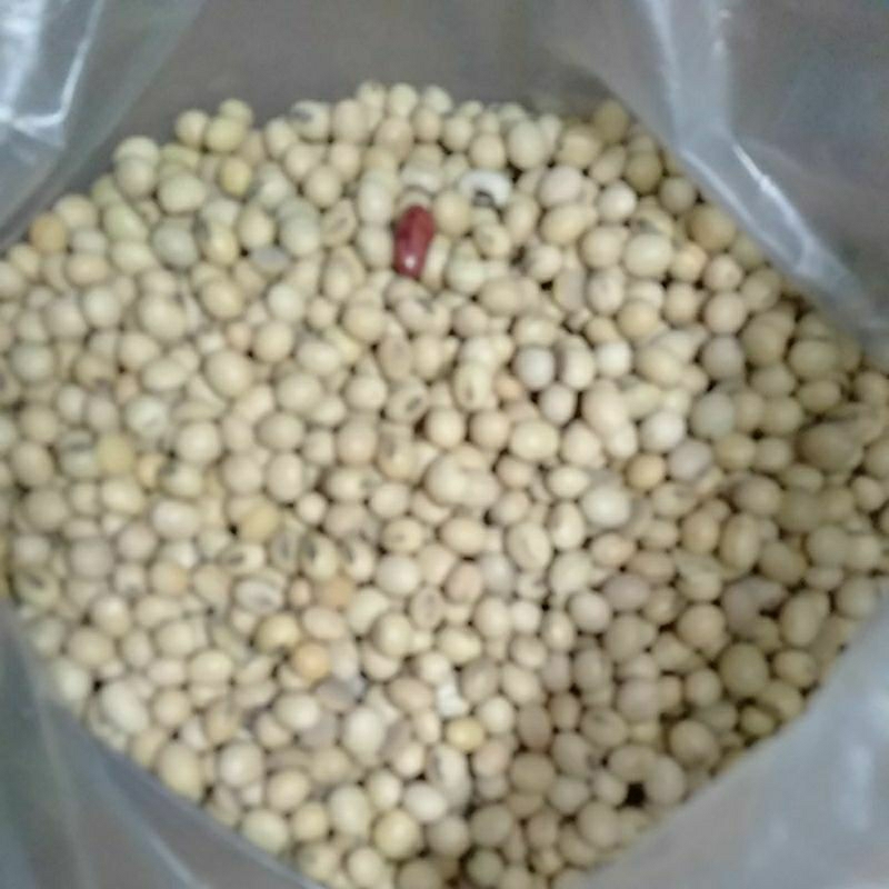 

BAHAN KACANG DELE KEDELE PUTIH MENTAH