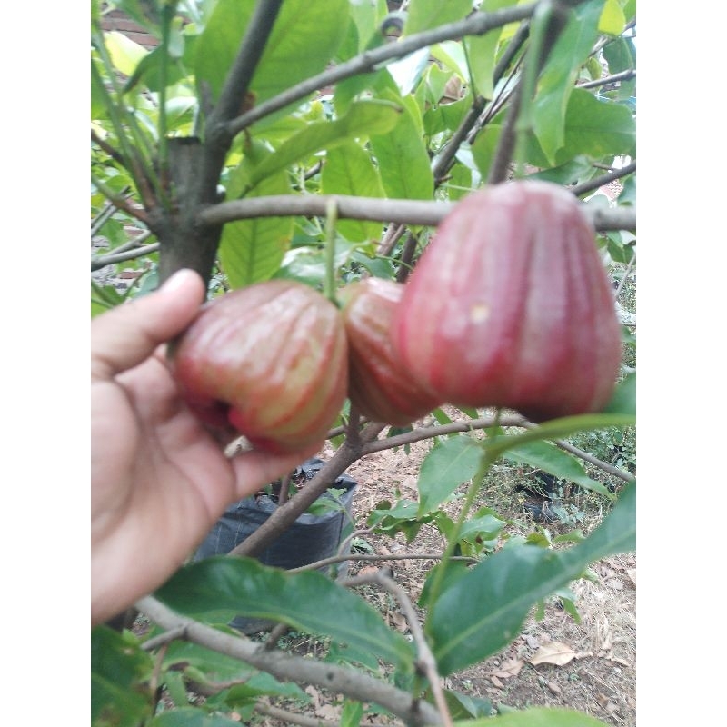

jambu dalhari oke