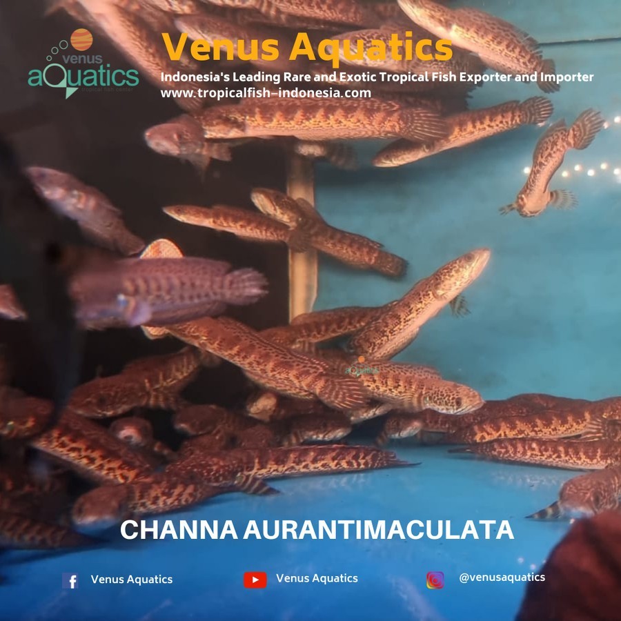 IKAN CHANNA AURANTI GOLDEN COBRA AURANTIMACULATA CB
