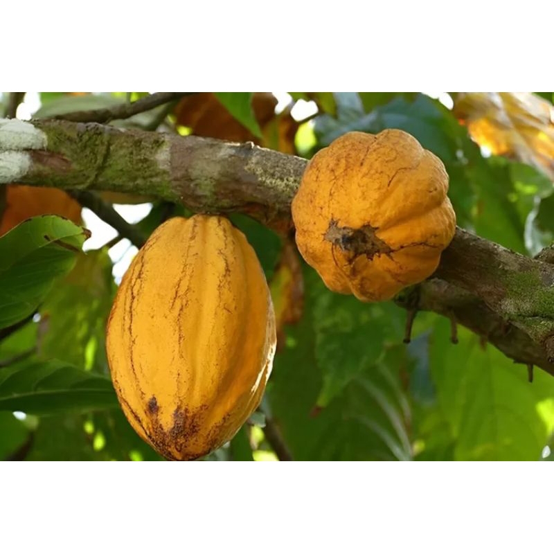 

buah kokoa coklat