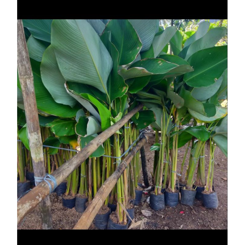 Tanaman hias pisang calathea besar 1m-1,5cm - tanaman hias pagar