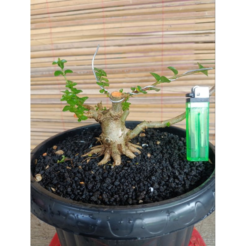 sancang prospek / bahan bonsai sancang mame small prokar